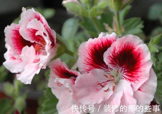 农历7月8号起 最适合养这些花 颜色很好看 花朵清新优雅 粉紫色