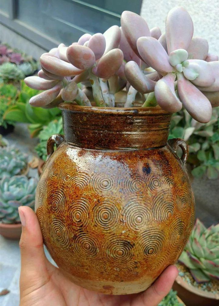 他用菜坛子种多肉,1分不花,呼呼长成“大米饭”!