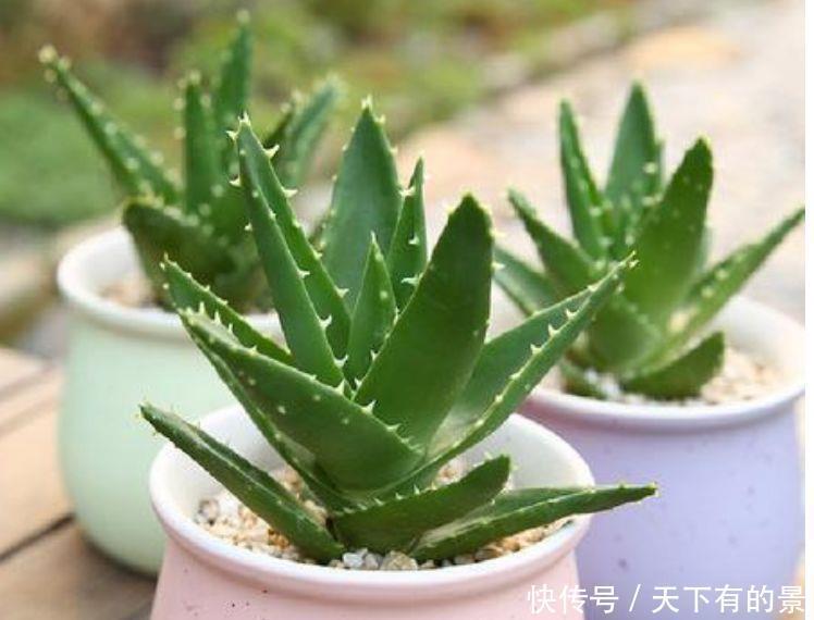 家里养此款花,直接美爆阳台,一年四季都美美的
