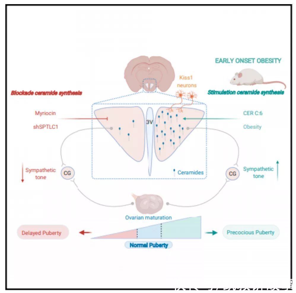 家长|这些食物能引起“性早熟”？真相其实是，很多家长都搞错了
