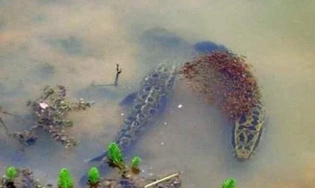 粗暴|说了别不信,这套诱钓黑鱼的手段,简单又粗暴,老钓手连连称赞