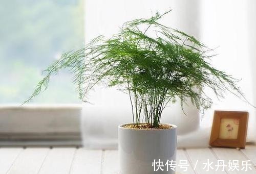 百花姐姐|5种花，再喜欢也别搬去“晒太阳”，不然半天就“黄叶”！