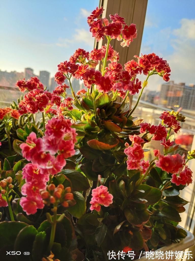 养花“走火入魔”的6种行为,只要符合4条,就是名副其实“花痴”