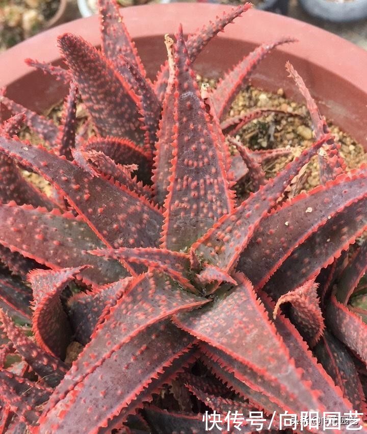 带花纹的圣诞芦荟，最好养的多肉，随意浇水，不挑环境很好养