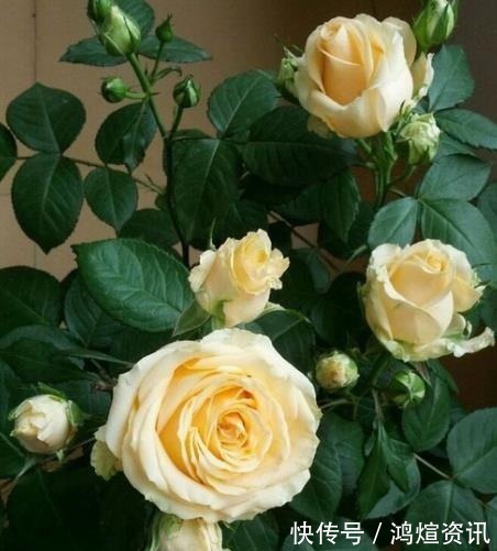 盘点10款经典的月季花，皮实好养颜值高，总有一款适合你