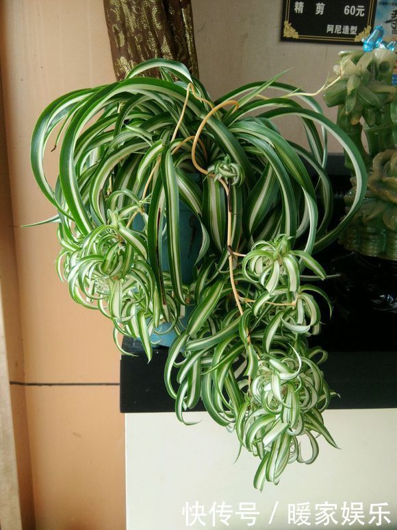 瀑布|夏季养吊兰,去掉5个误区,吊兰快速爆盆,垂吊成瀑布很简单