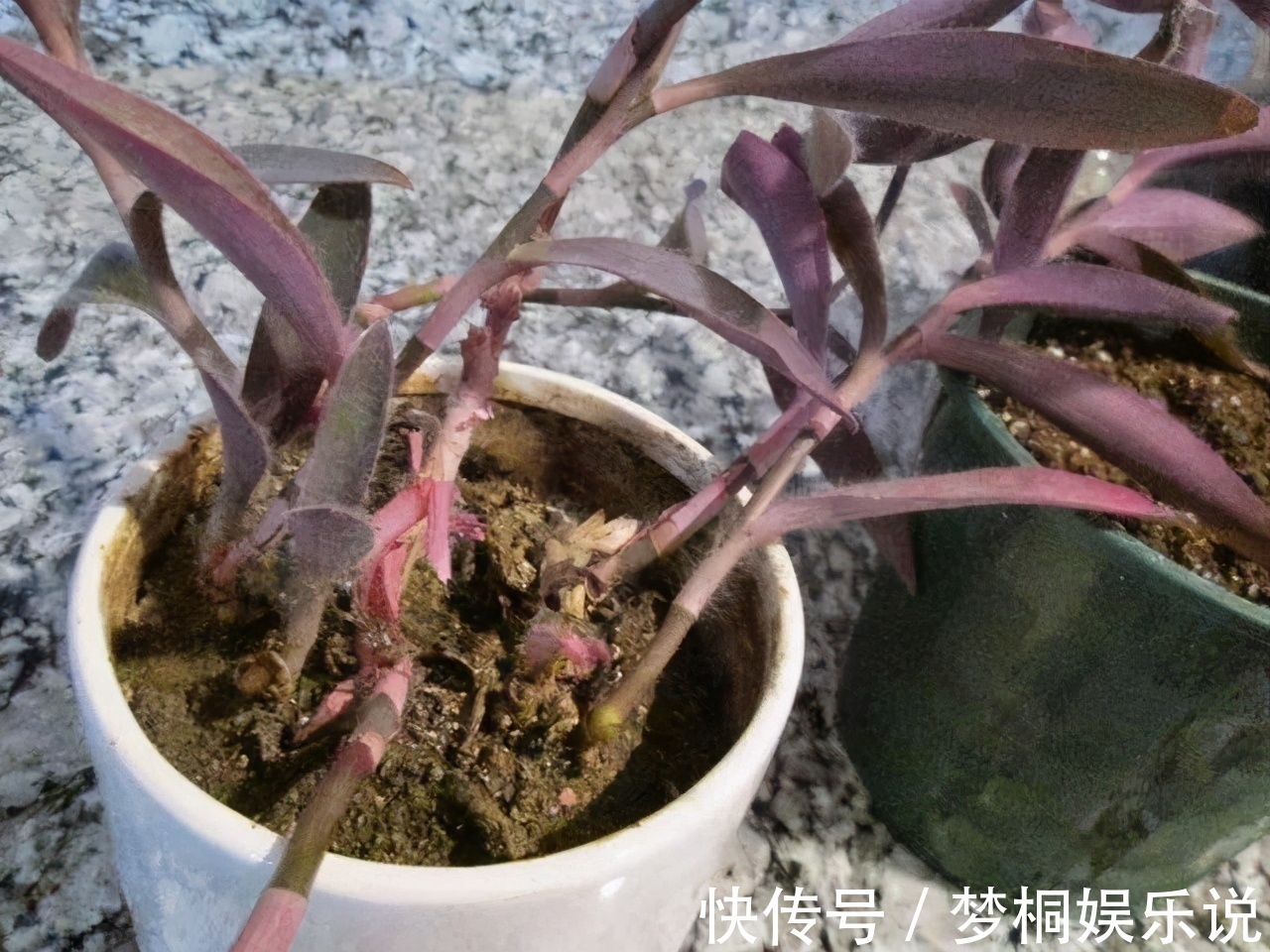 坏习惯|养花失败、伤亡多,源于这“3个”坏习惯的养成