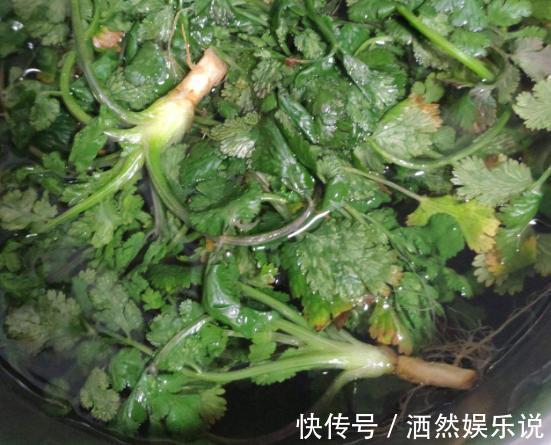 香菜吃不完，婆婆用这种方法保存，香菜新鲜脆嫩，放一年都不会坏