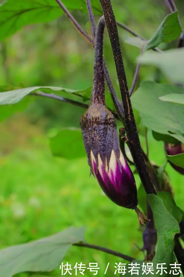 茄子|怎样让一只茄子也显得有文化