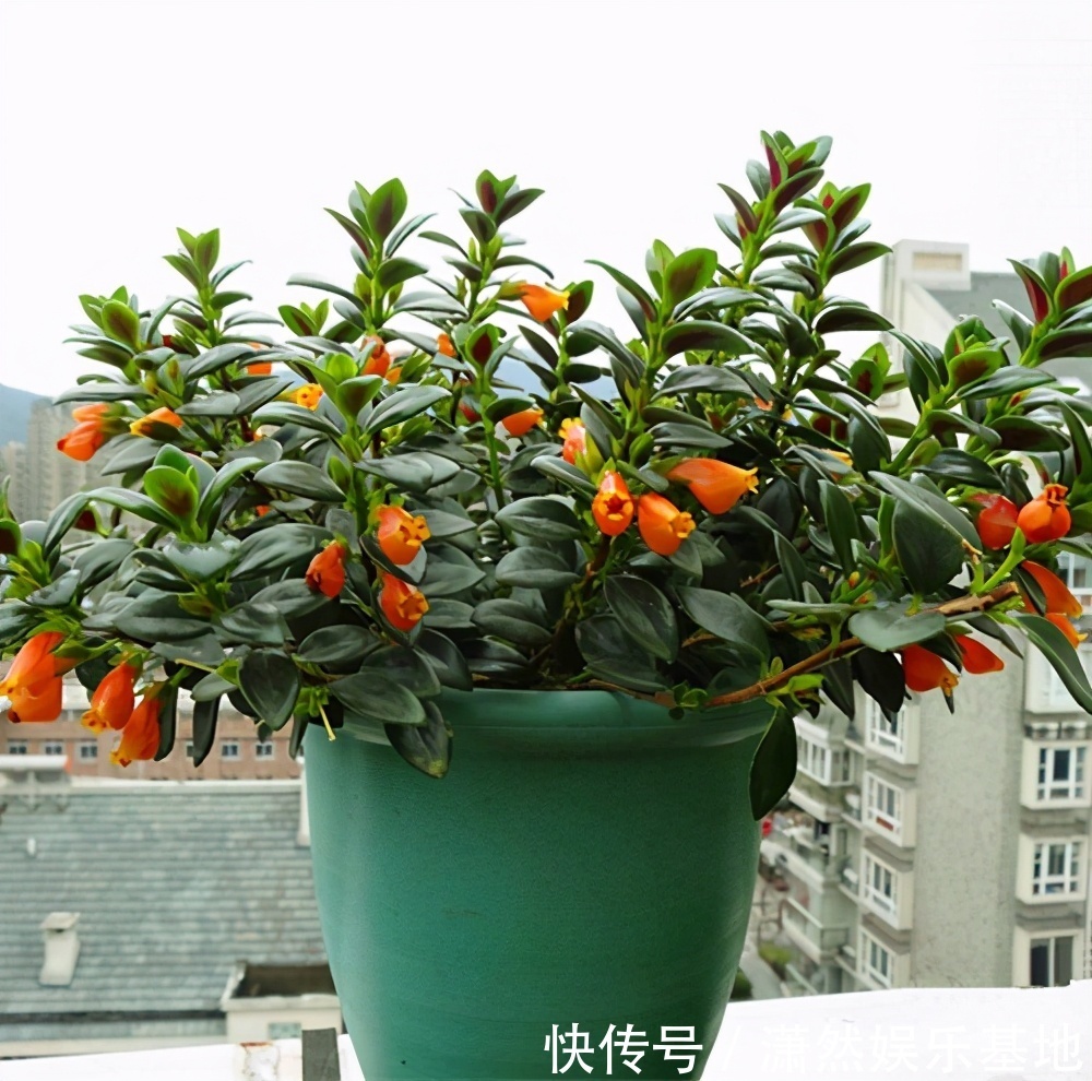 8种“漂亮花”,都可以扦插,剪个枝条就成活,省下很多钱