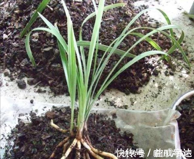 养分|松针土养花，提前做好这几步，疏松透气，养分充足！