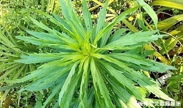 讨厌|农村一种野草,农民很讨厌,却是极品中草药,止血效果非常好