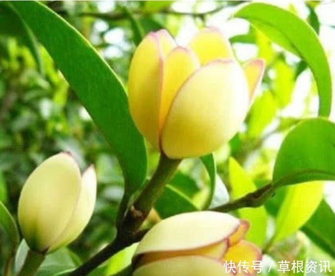 “4种花”最适合女生养,花色全还香,沁人心脾,芳香满屋