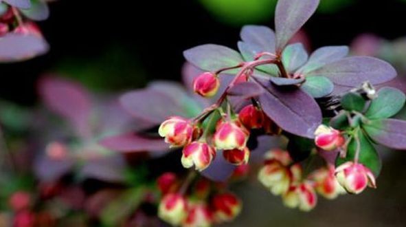 一年生|养花试试这几款,适合春天养殖的日常花卉