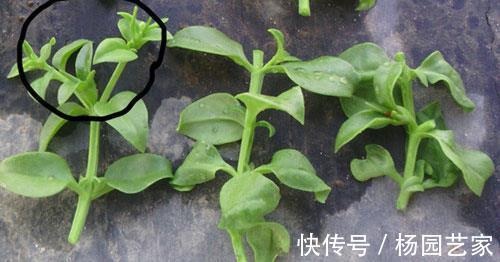 太阳花|天凉后,建议扦插4种花,“生根”后稍加养护就开花