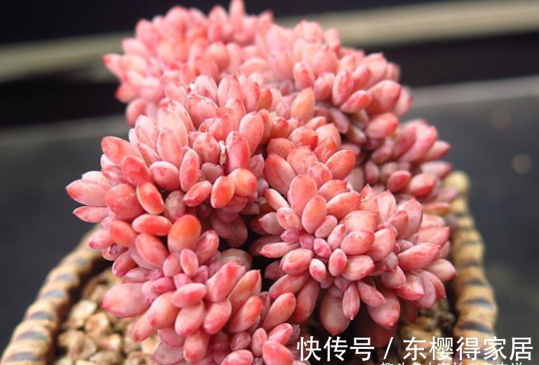 品种|炎炎夏日,我们来认识一下光听名字就很凉快的多肉——秋之霜