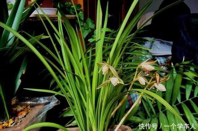 家里没阳台也能养花,这3种花不用晒太阳照常开花!