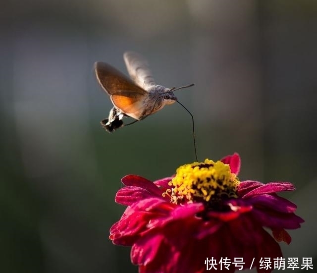 体重只|大千世界,十个最小记录,真是不能再小了