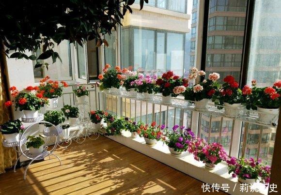 立春之后,养花要“叫醒”根系,缓过劲来,开花才会爆