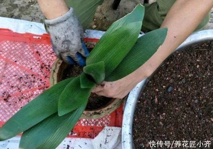 春天养花要换盆，注意5个关键，新根长满盆，植株才旺盛