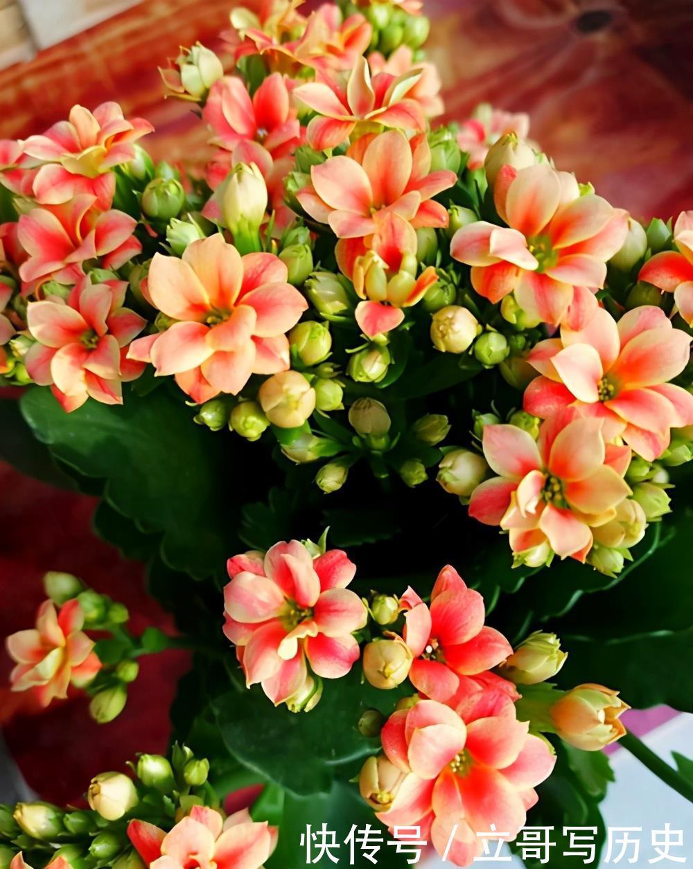 6种省心植物，做到这几点，养好无忧