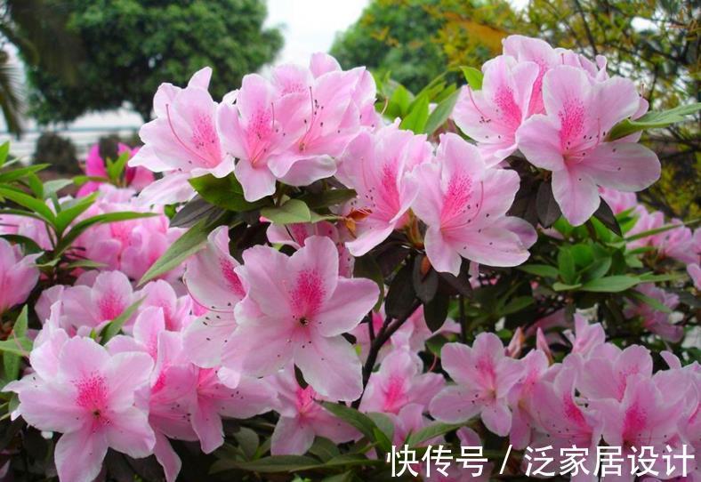 土壤|一款适合家庭盆栽的花卉，比菊花好看，成片栽种则如“映山红”