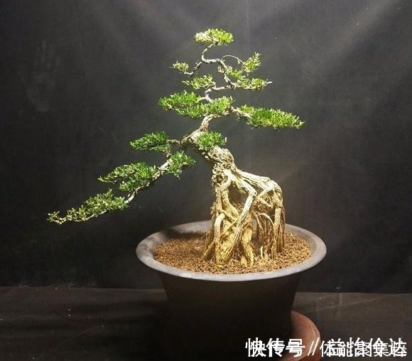 皱皮雀舌|分享几个皱皮雀舌黄杨盆景,都是高提根的,非常有排面哦,求鉴赏!