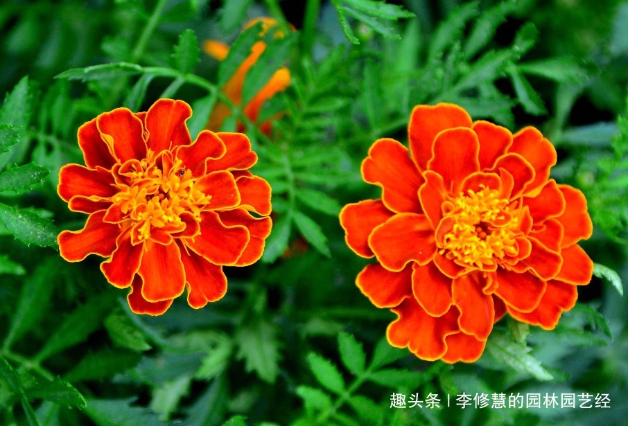 喜欢向日葵，不如养殖这盆孔雀草，花朵艳丽，好似孔雀开屏