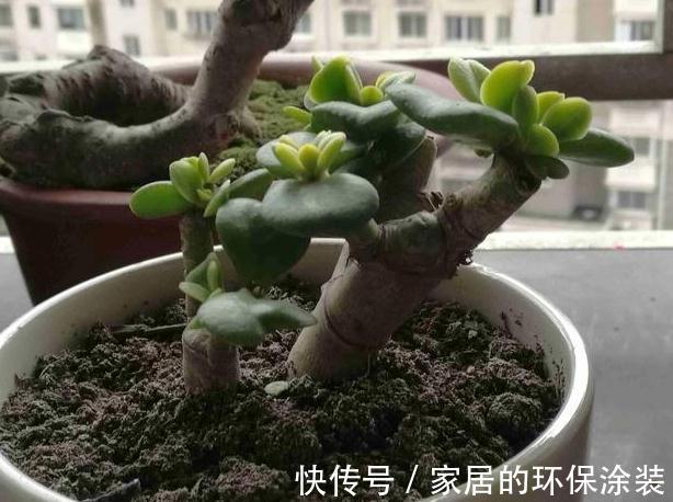 盆栽玉树要如何修剪，剪得一片叶子不留还能活吗