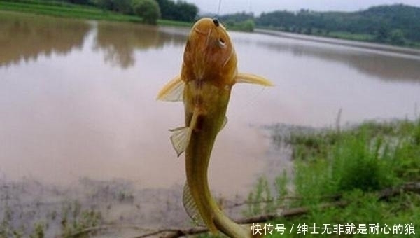 肉食性|野钓黄颡鱼的几种打窝方法，诱鱼成群，才能轻松连竿上鱼