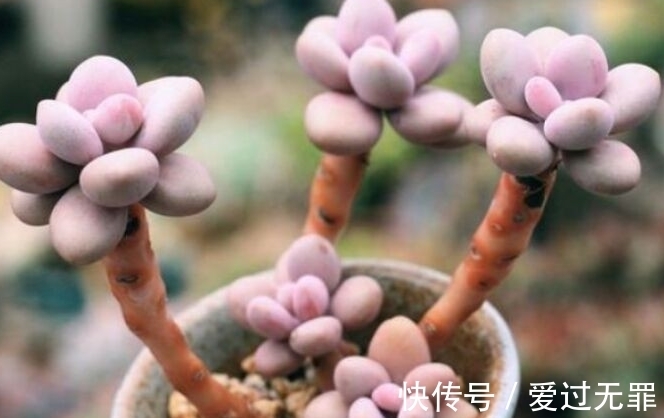 深秋的多肉桃美人怎么养,学会4个方法,叶片变得粉红粉红的