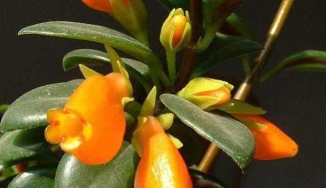 这种“盆栽”,会开出“金鱼”花,家里养一盆,猛爆“小金鱼”