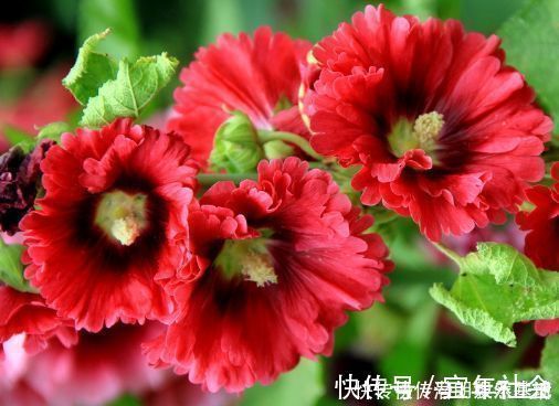 冬青树|养花就养这几款,全年开花不停,养成一片花海新手也能养活