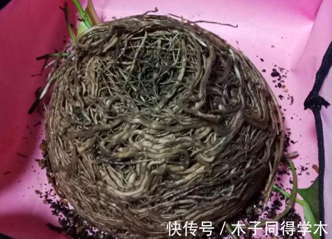 7种花,立秋后换盆,秋冬才能越养越好