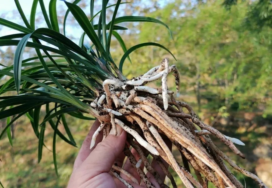 学会使用兰菌，兰花成活率倍增，无论春兰或蕙兰，新手兰友也能懂