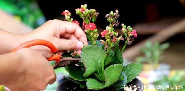 想要长寿盆栽多开花,少见太阳少浇水,很多人做错,难怪花卉枯萎