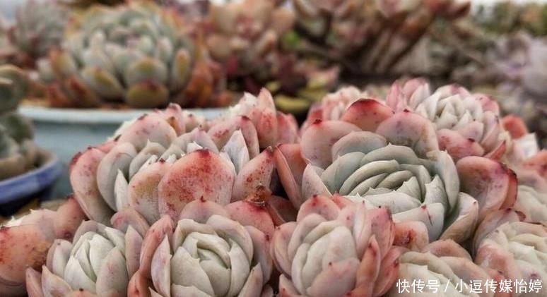 浇水|多肉休眠期到底能不能浇水?一句话说透,一看就懂,肉肉顺利度夏