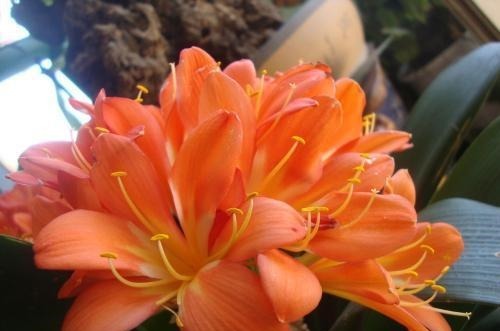 家养君子兰,这一种“好物”不要扔,埋在土壤里,花芽呼呼冒