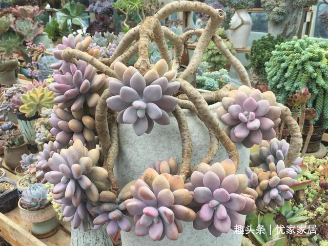 白牡丹|公认的叶插能力很强的10种多肉,新手放心养,轻松变成多肉大户