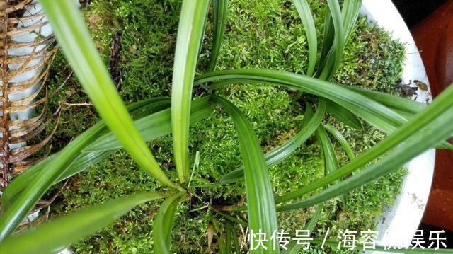 干苔藓|兰花少不了“苔藓”,快铺一层“水苔”,小嫩芽蹭蹭冒太喜人了