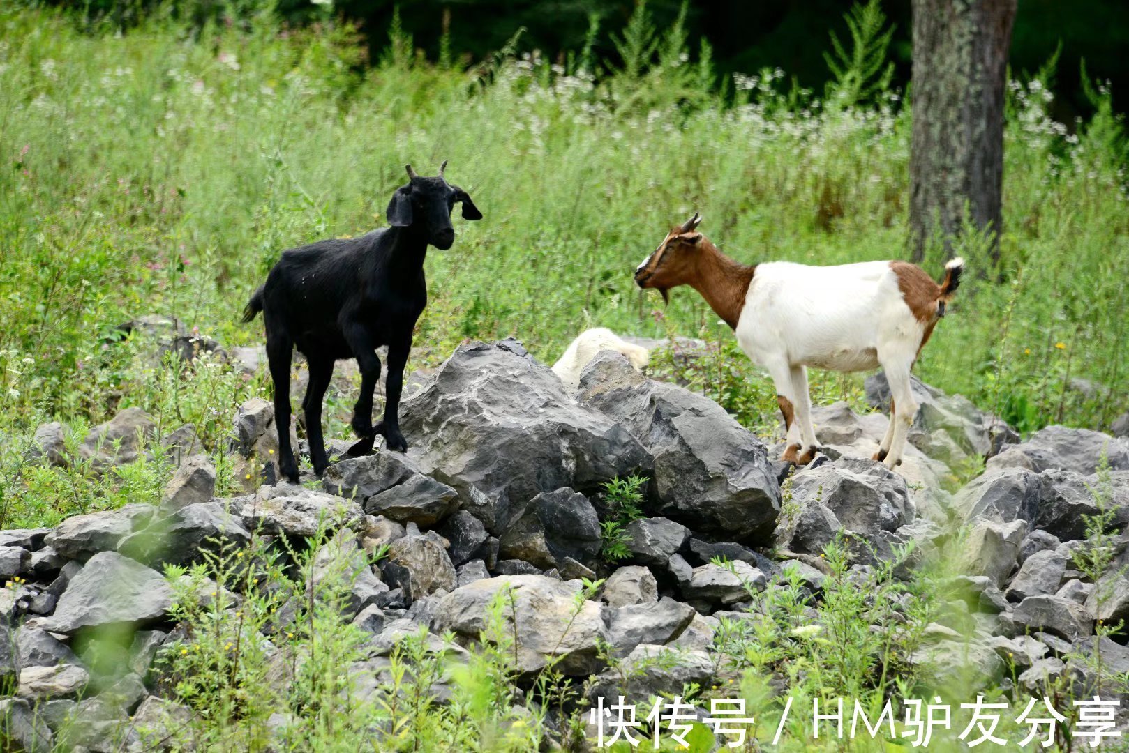 长假|小长假，朝天这个地方一定要去，植被茂盛，绿树成荫