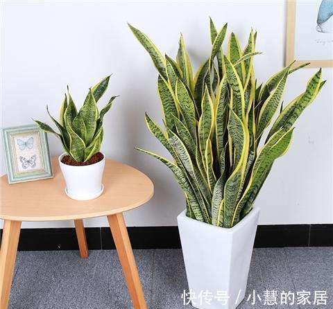 虎皮兰窜出1米多高，先别高兴得太早，虎皮兰不是越高越好