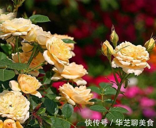 给月季喂点大补肥，15天冒出一圈笋芽，开出层叠群花！