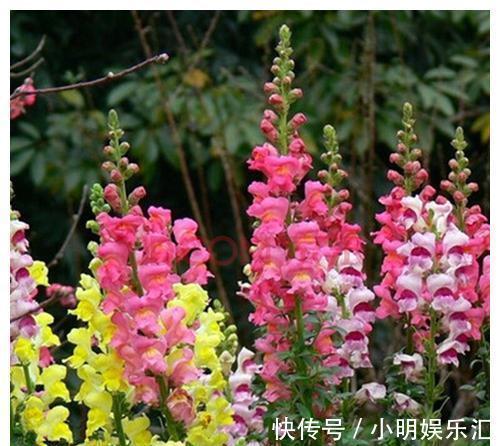 金鱼草|6种“漂亮花”,五块钱买一盆,持续开花200天,太便宜了