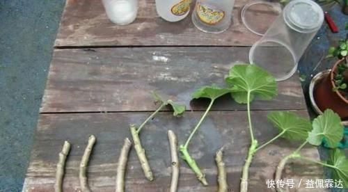 养花|不敢尝试扦插?捏准“7个要点”,养花省钱、还能拥有更多