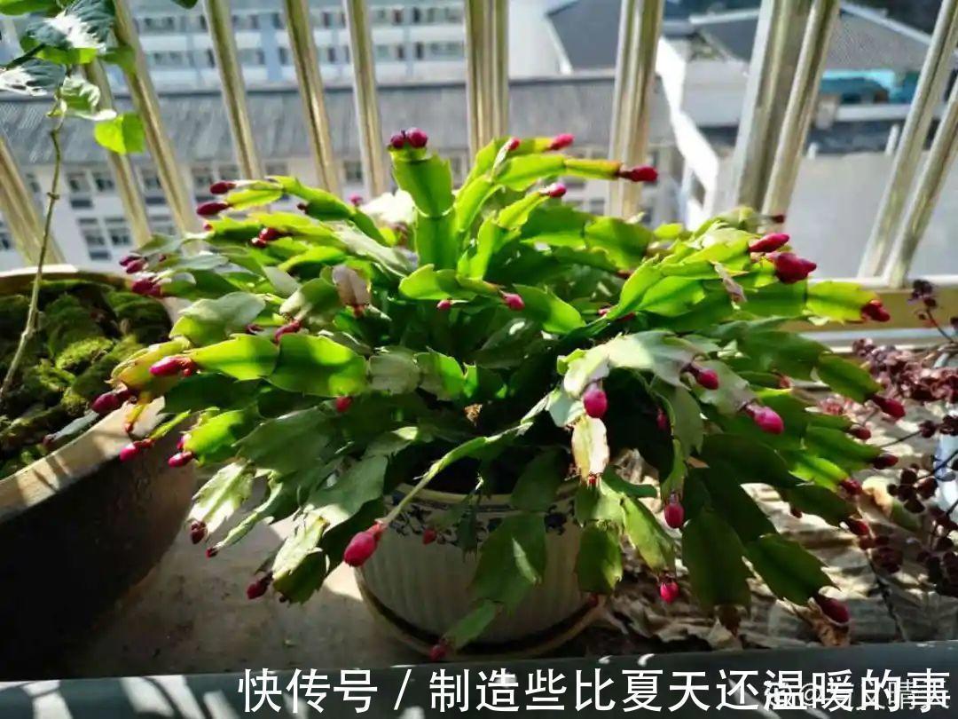 要点|养护蟹爪兰,要注意8个要点,才能开出仙气飘飘花