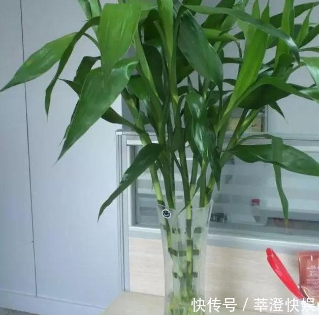 富贵竹咋养都黄叶浇水加点料,绿叶嗖嗖冒,养的节节高!