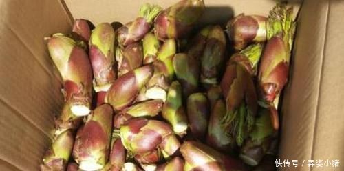 烧火|此树除了烧火还能做盆景,多注意4点需求,植株造型美翻天