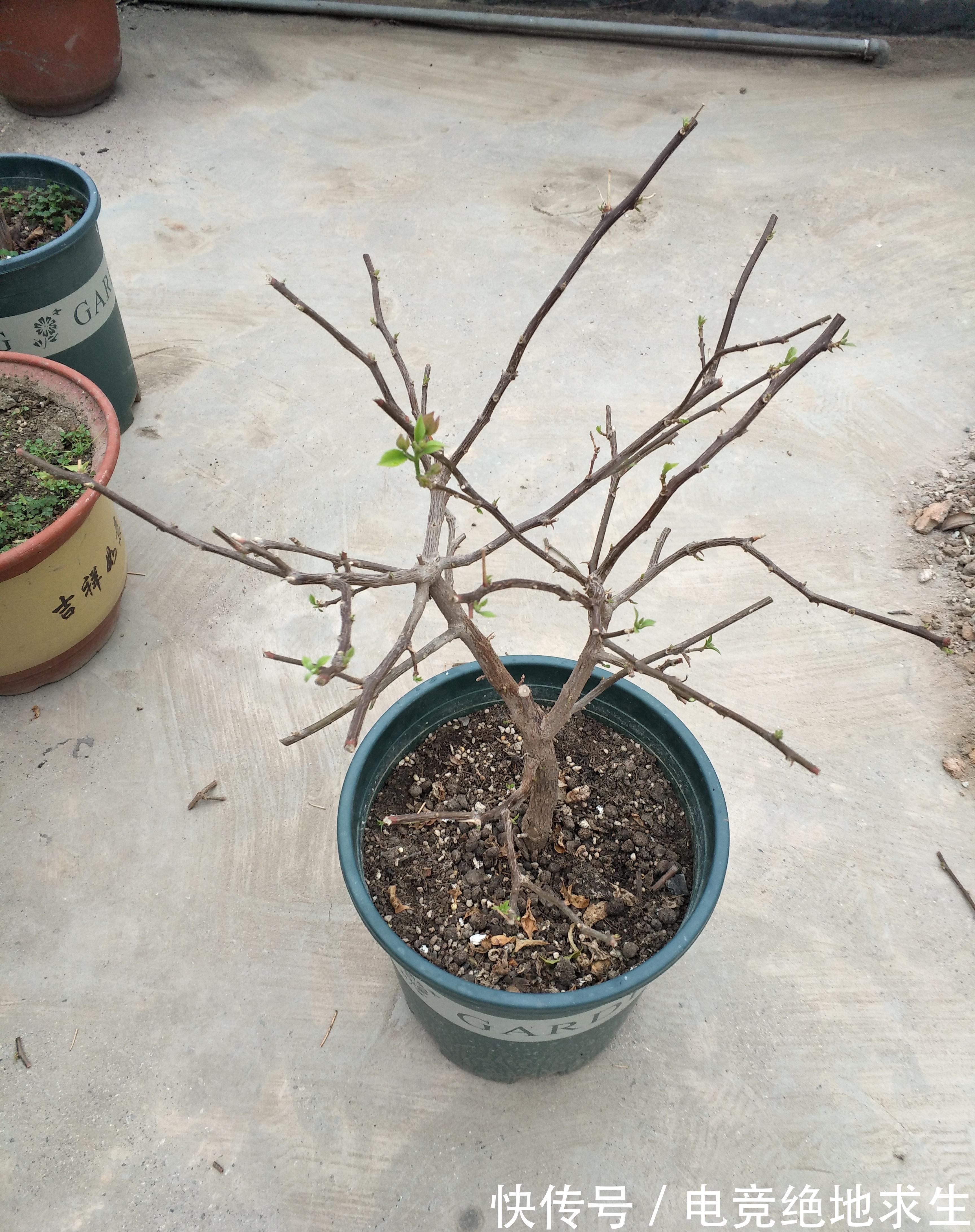 三角梅过冬以后叶片掉光,别急着扔掉,一个方法判定去与留