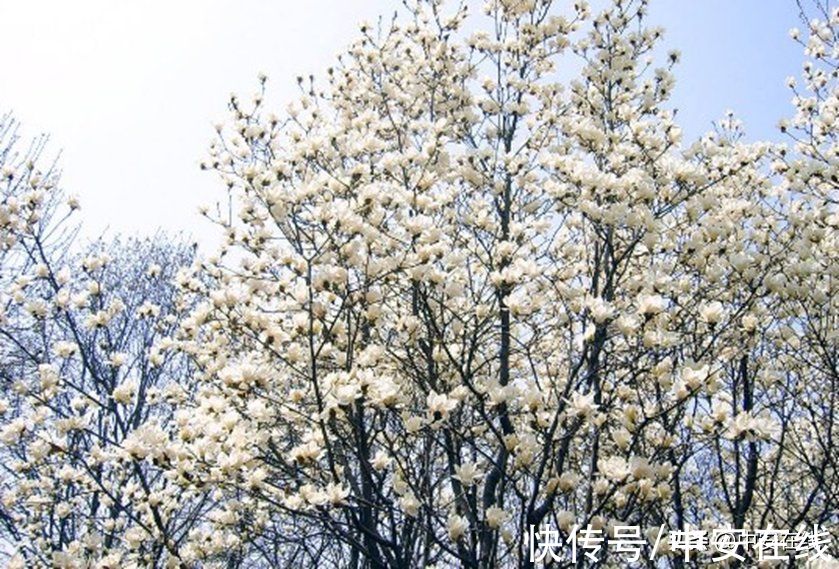 花瓣|超美！阜阳全年“赏花地图”出炉！建议收藏→